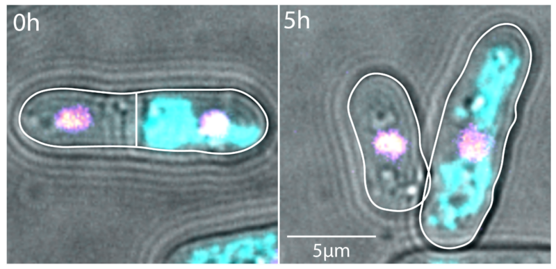 Cells with more mitochondria (cyan) grow faster than their sister cells that have fewer mitochondria. Microscopy images of fission yeast, growth after cell division at 0 hours (left) and 5 hours (right)